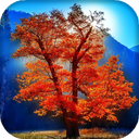 Tree Live Wallpaper : 7fon & LWP