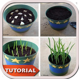 DIY Gardening Planting