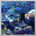 Aquarium Live Wallpaper