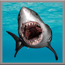 Great White Shark Live Wallpae