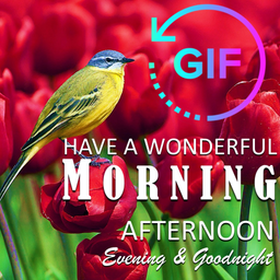 Good Morning Night Gif Wishes