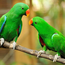 Parrot Wallpaper Hd