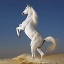 White Horse Hd Wallpapers