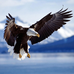 Bald Eagle HD Wallpaper