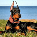 Doberman Dog Wallpaper HD