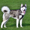 Siberian Husky Dog Wallpapers