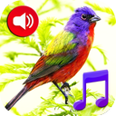 Birds Sounds Tones & Wallpaper