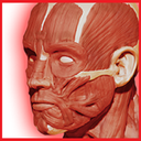 اطلس آناتومی نتر - سر و گردن
