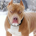 Pitbull Papel de Parede