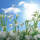 Snowdrops Live Wallpaper HD