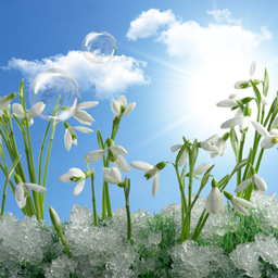 Snowdrops Live Wallpaper HD