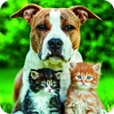 Cats And Dogs Wallpaper