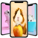 Cute Hamster Wallpapers