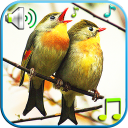 Birds Sounds & Ringtones