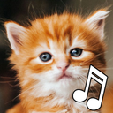 Cat Sounds