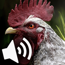 Rooster and hen sounds