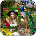 Peacock Photo Frames