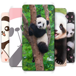 Cute Panda Wallpaper