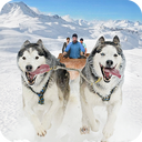 Snow Dog Sledding Transport Games: Winter Sports