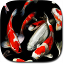 Koi Live Wallpaper PRO