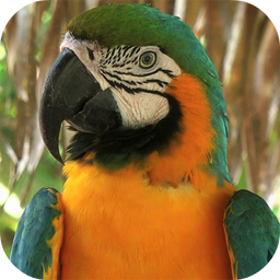 Parrot Live Wallpaper