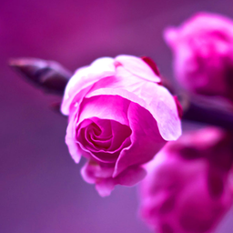 Roses Live Wallpaper