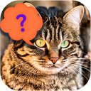 Guess the cat - quiz game