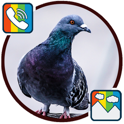 Pigeon - RINGTONES and WALLPAPERS