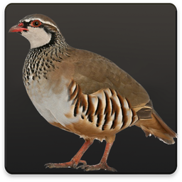 راهنمای پرورش کبک