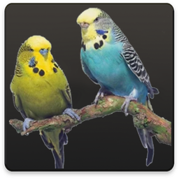 راهنمای پرورش مرغ عشق