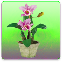راهنمای پرورش گل و گیاه