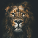 Lion Wallpaper HD, GIF