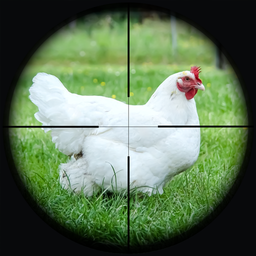 Chicken Shoot Sniper Hunting