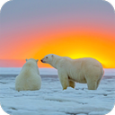 Polar Bear HD Wallpaper