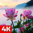Nature Wallpaper HD Collection