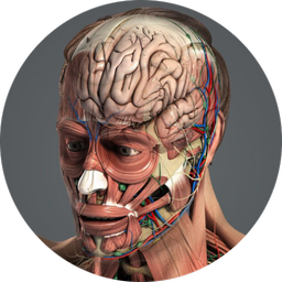 Human 3D Anatomy