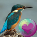 Hummingbirds HD Wallpaper