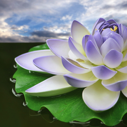 Lotus Flower Wallpapers