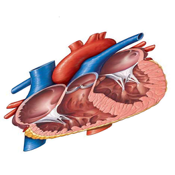 آناتومی و فیزیولوژی قلب