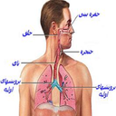 آناتومی و فیزیولوژی دستگاه تنفس