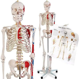 Learn Human Anatomy Video Lectures