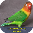 Lovebird Ngetik Ngekek Offline