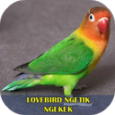 Lovebird Ngetik Ngekek Offline