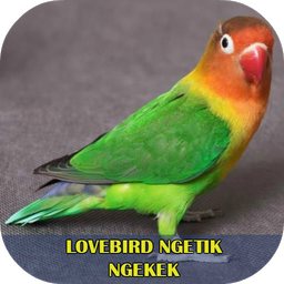 Lovebird Ngetik Ngekek Offline