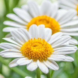 Spring wallpapers