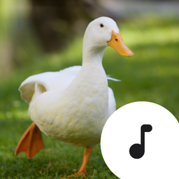 Duck Sounds