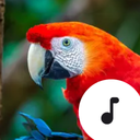 Parrot Sounds