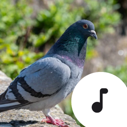 Pigeon Sounds