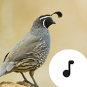 Quail Sounds