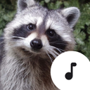 Raccoon Sounds